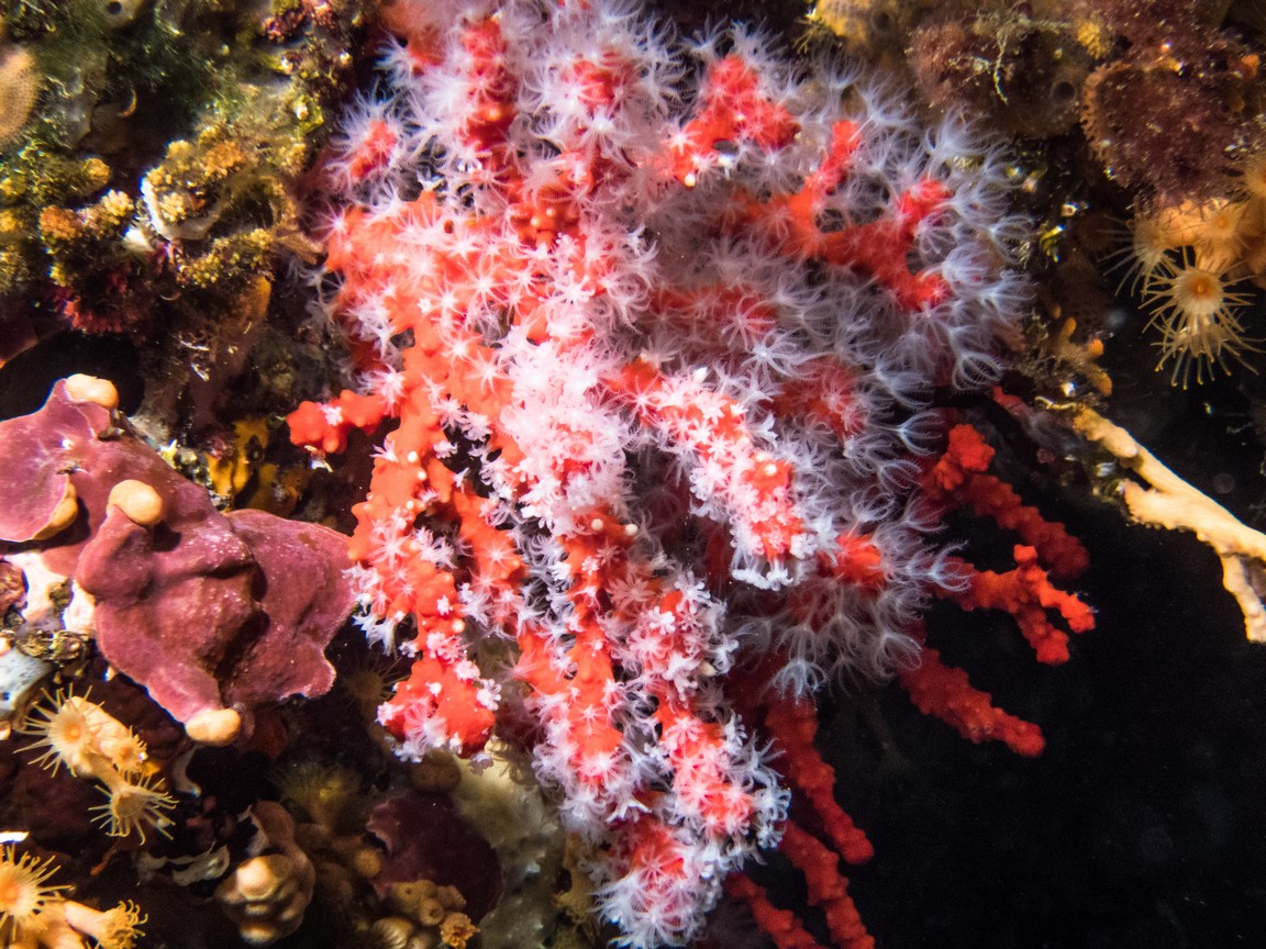 Corail rouge 2