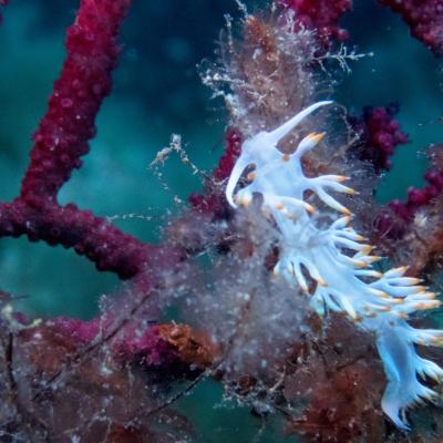 Nudibranche 1